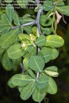 Euphorbia cuneata subsp. cuneata