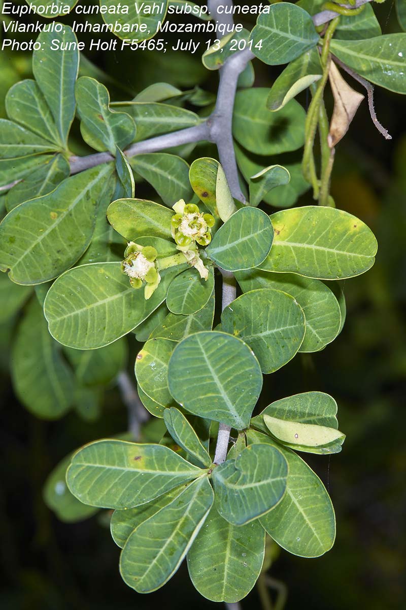 Euphorbia cuneata subsp. cuneata