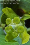 Euphorbia cuneata subsp. cuneata