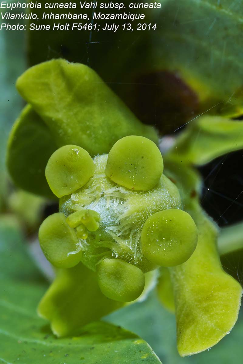Euphorbia cuneata subsp. cuneata