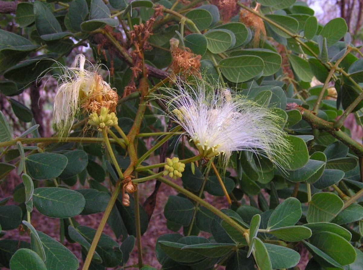 Albizia versicolor