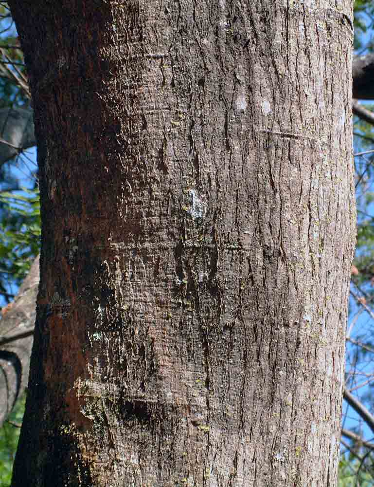 Albizia zimmermannii