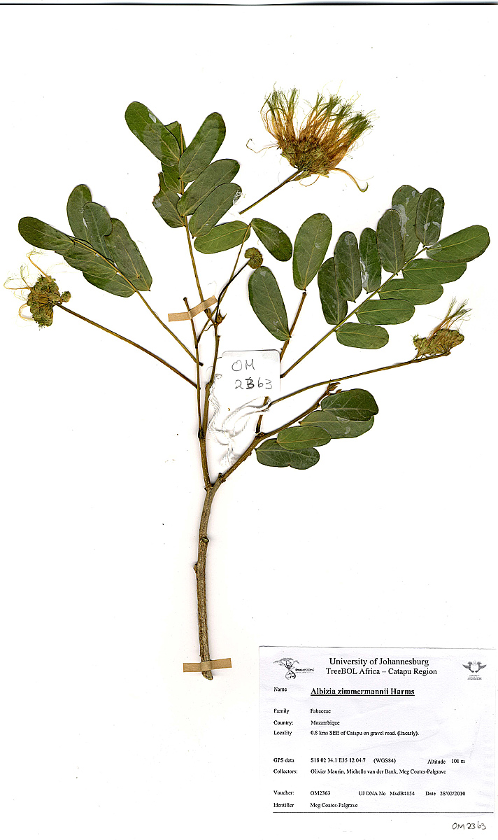 Albizia zimmermannii