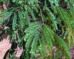 Albizia zimmermannii