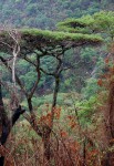 Acacia abyssinica