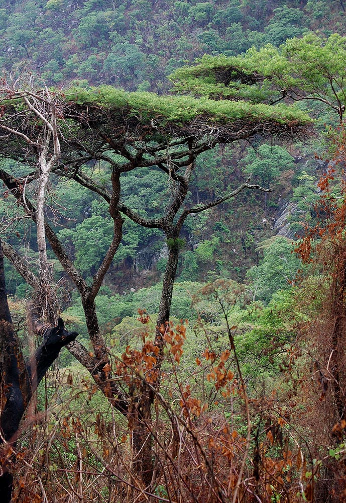 Acacia abyssinica