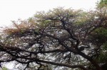 Acacia abyssinica