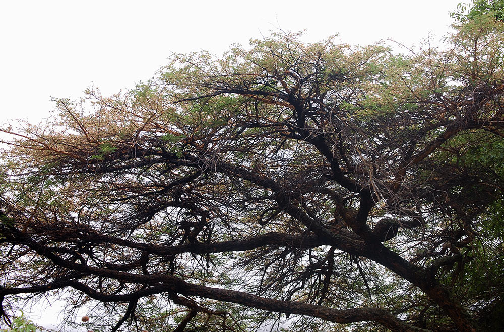 Acacia abyssinica