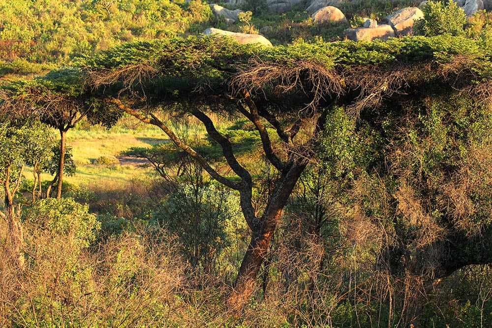 Acacia abyssinica
