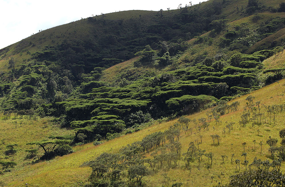 Acacia abyssinica