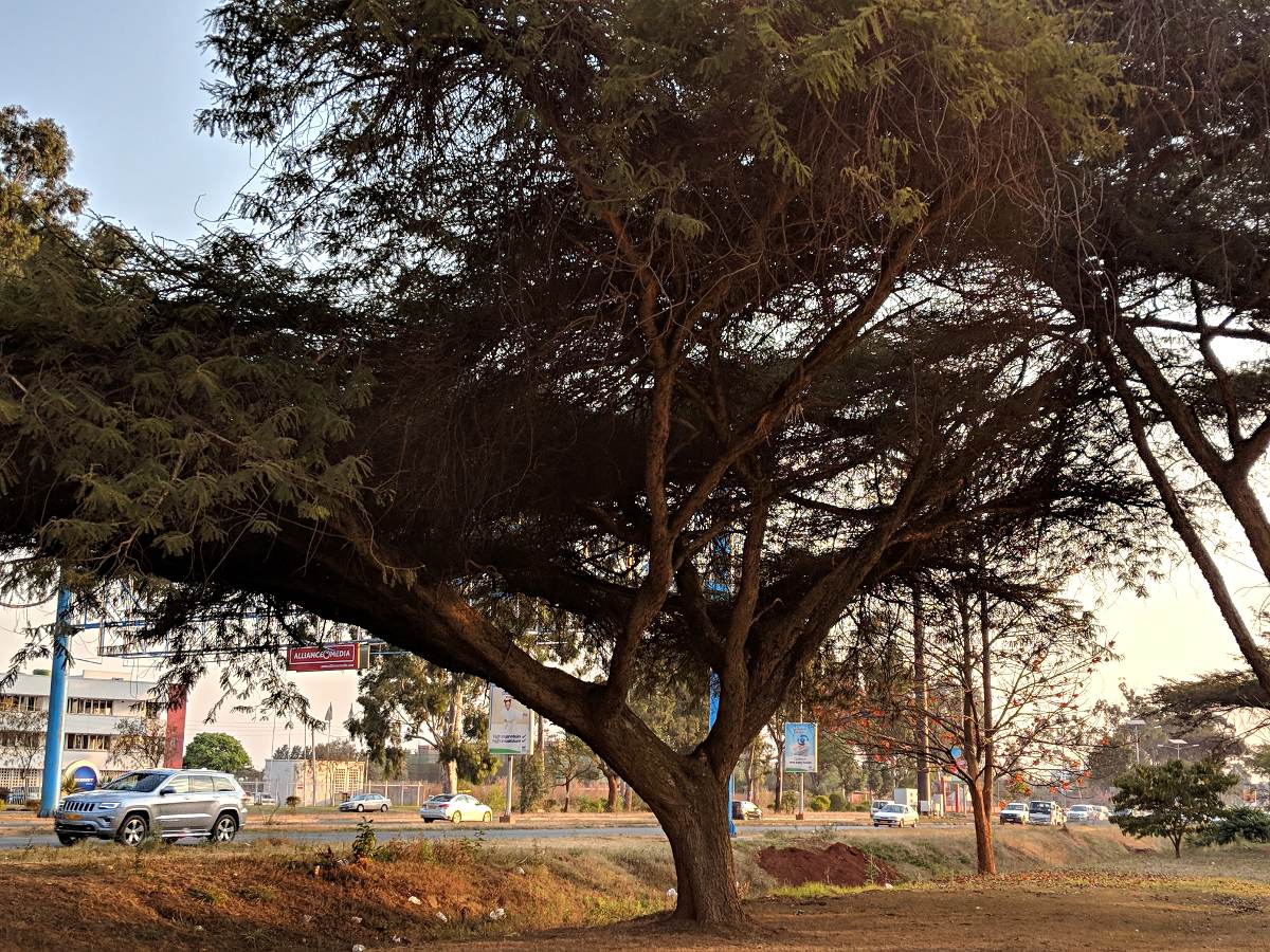 Acacia abyssinica