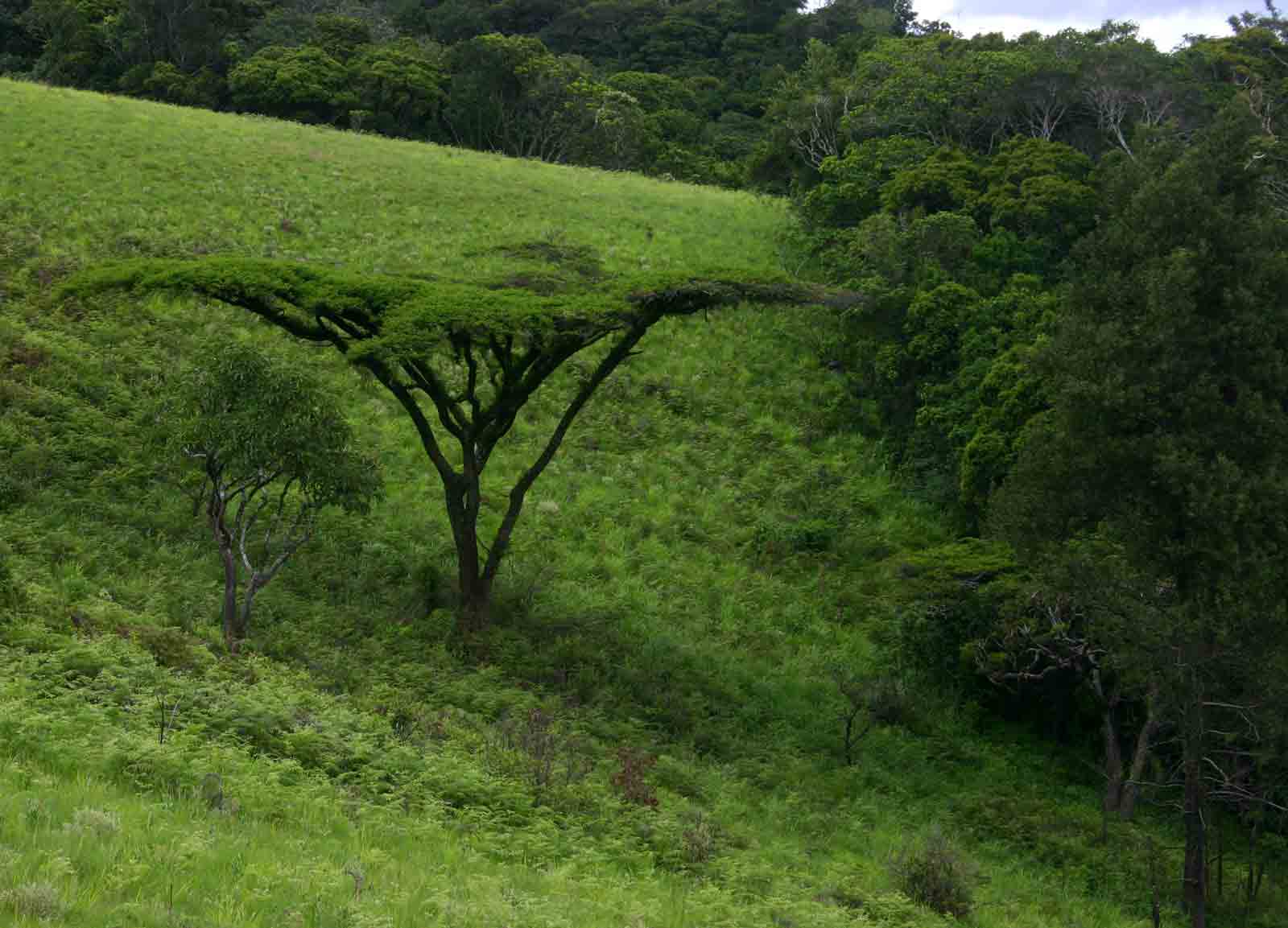 Acacia abyssinica