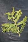 Acacia abyssinica