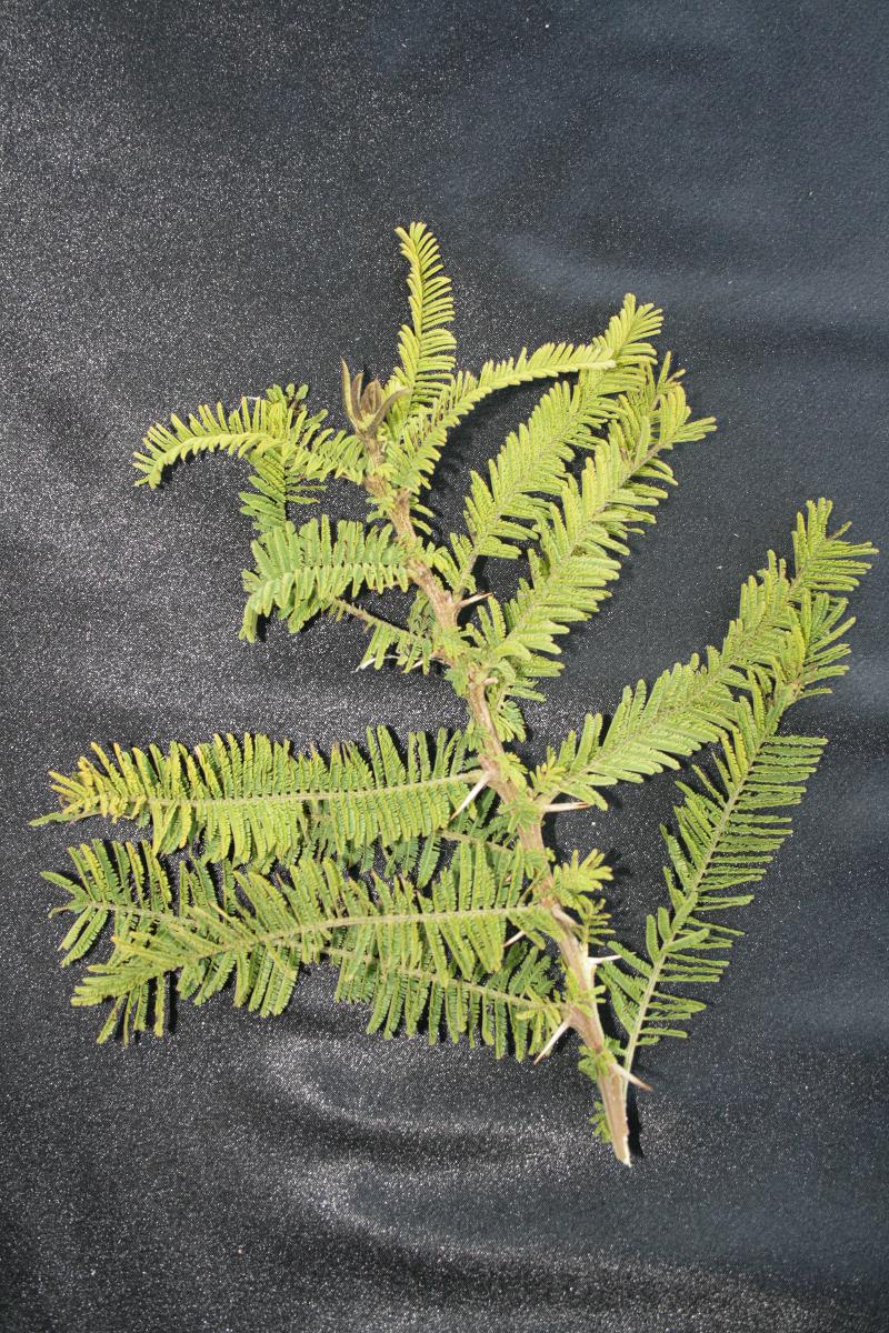 Acacia abyssinica
