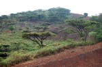 Acacia abyssinica