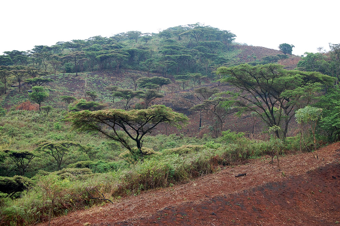 Acacia abyssinica