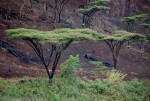 Acacia abyssinica