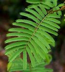 Acacia adenocalyx