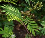 Acacia adenocalyx