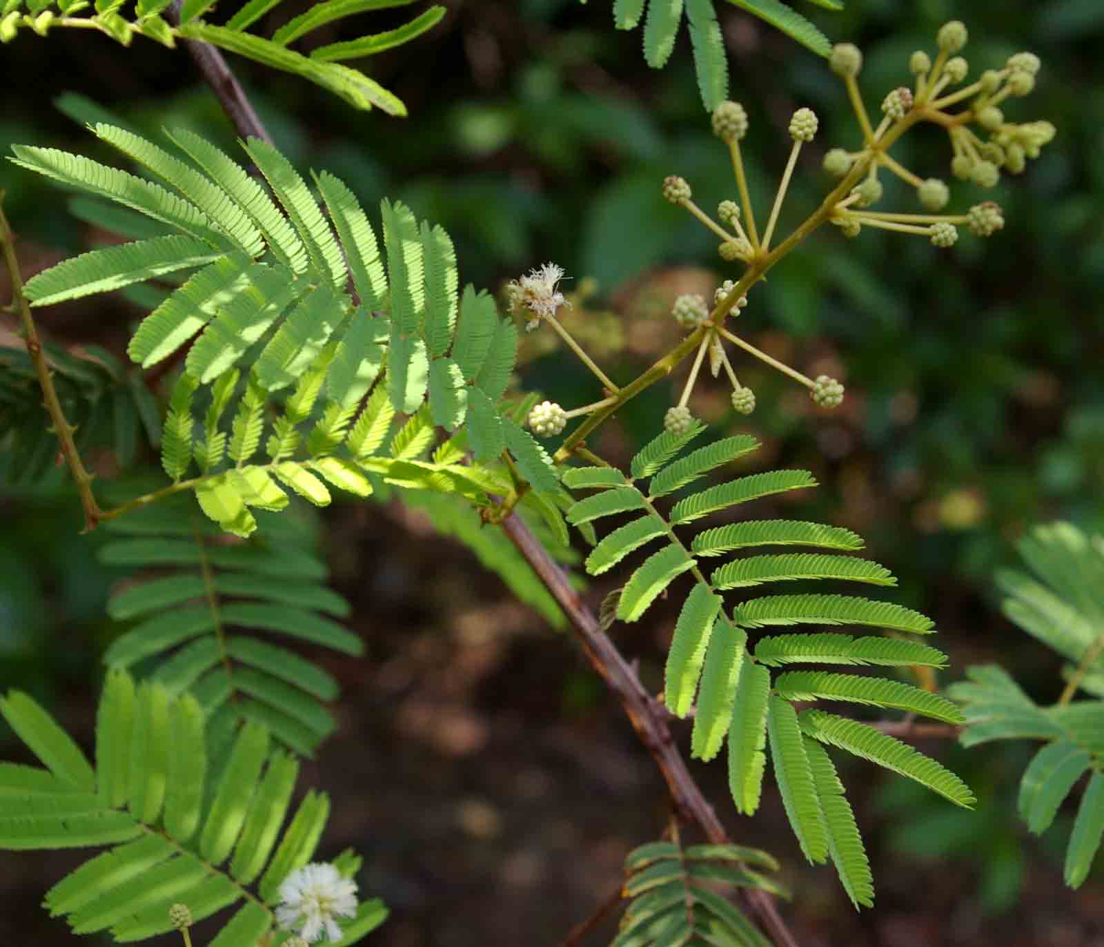 Acacia adenocalyx