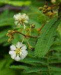Acacia adenocalyx