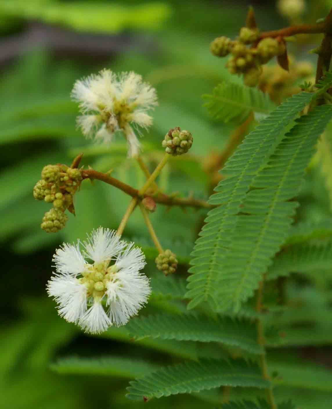 Acacia adenocalyx