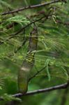 Acacia adenocalyx