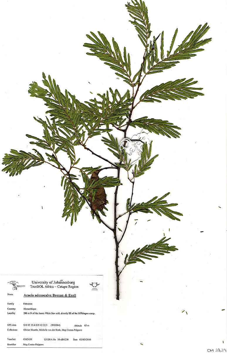Acacia adenocalyx