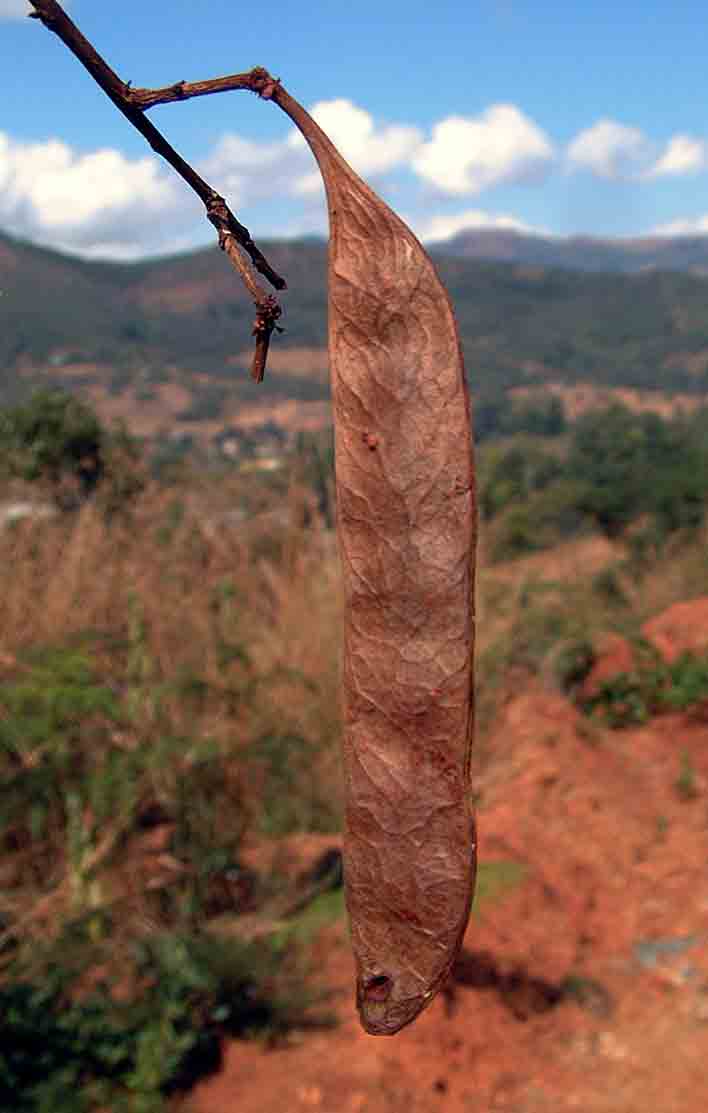 Acacia amythethophylla
