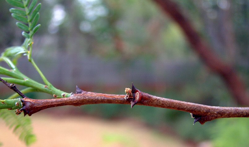 Acacia amythethophylla