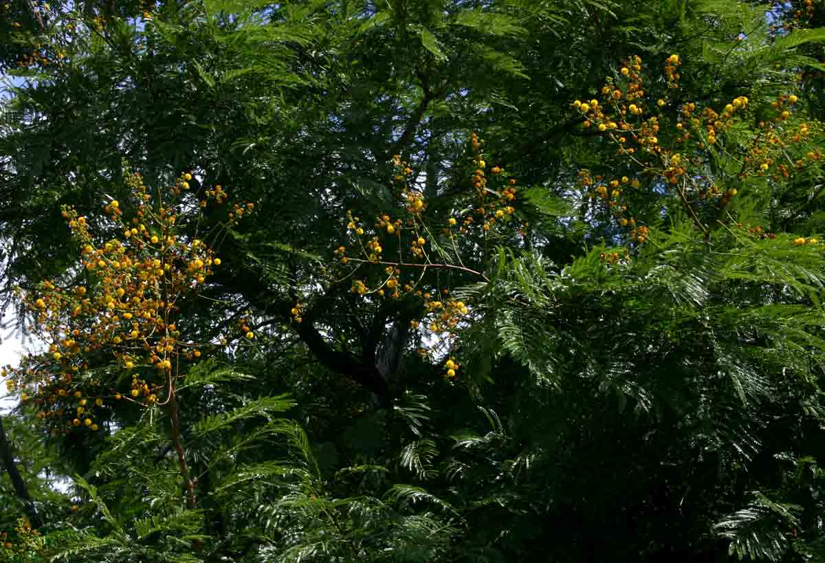 Acacia amythethophylla
