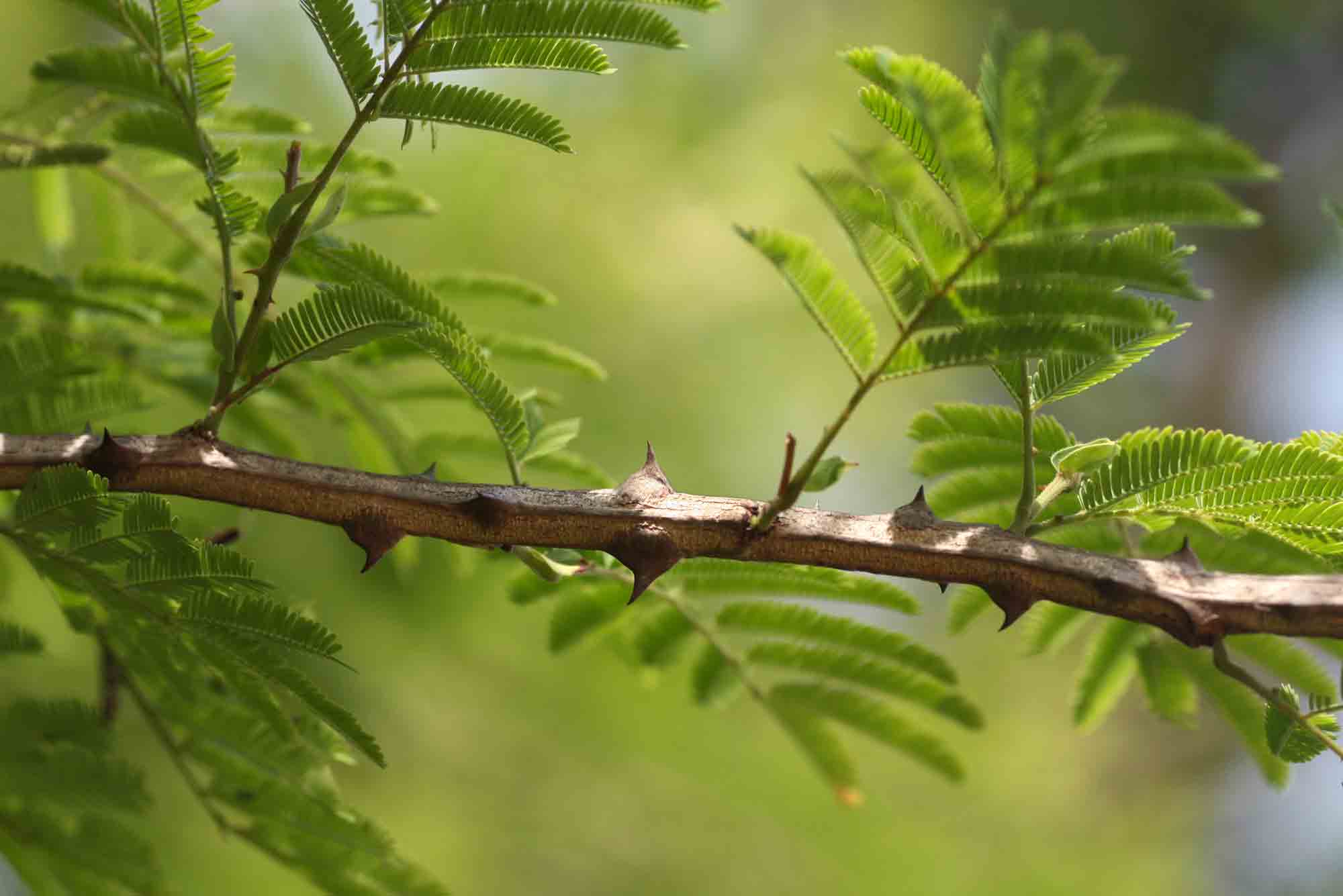 Acacia ataxacantha