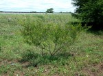 Acacia borleae
