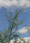 Acacia borleae