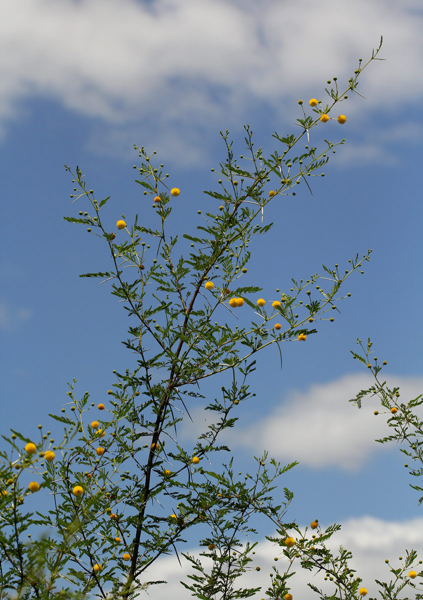 Acacia borleae