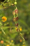 Acacia borleae