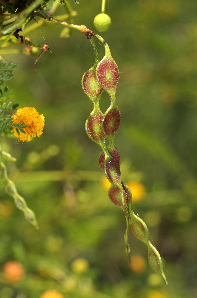 Acacia borleae