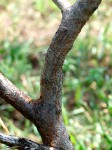 Acacia borleae