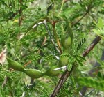 Acacia borleae