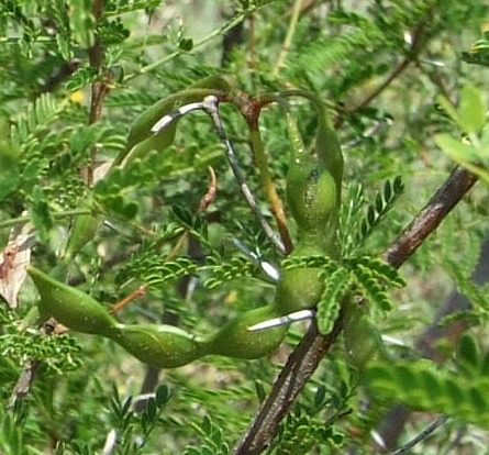 Acacia borleae