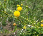 Acacia borleae