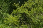 Acacia borleae