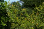 Acacia borleae
