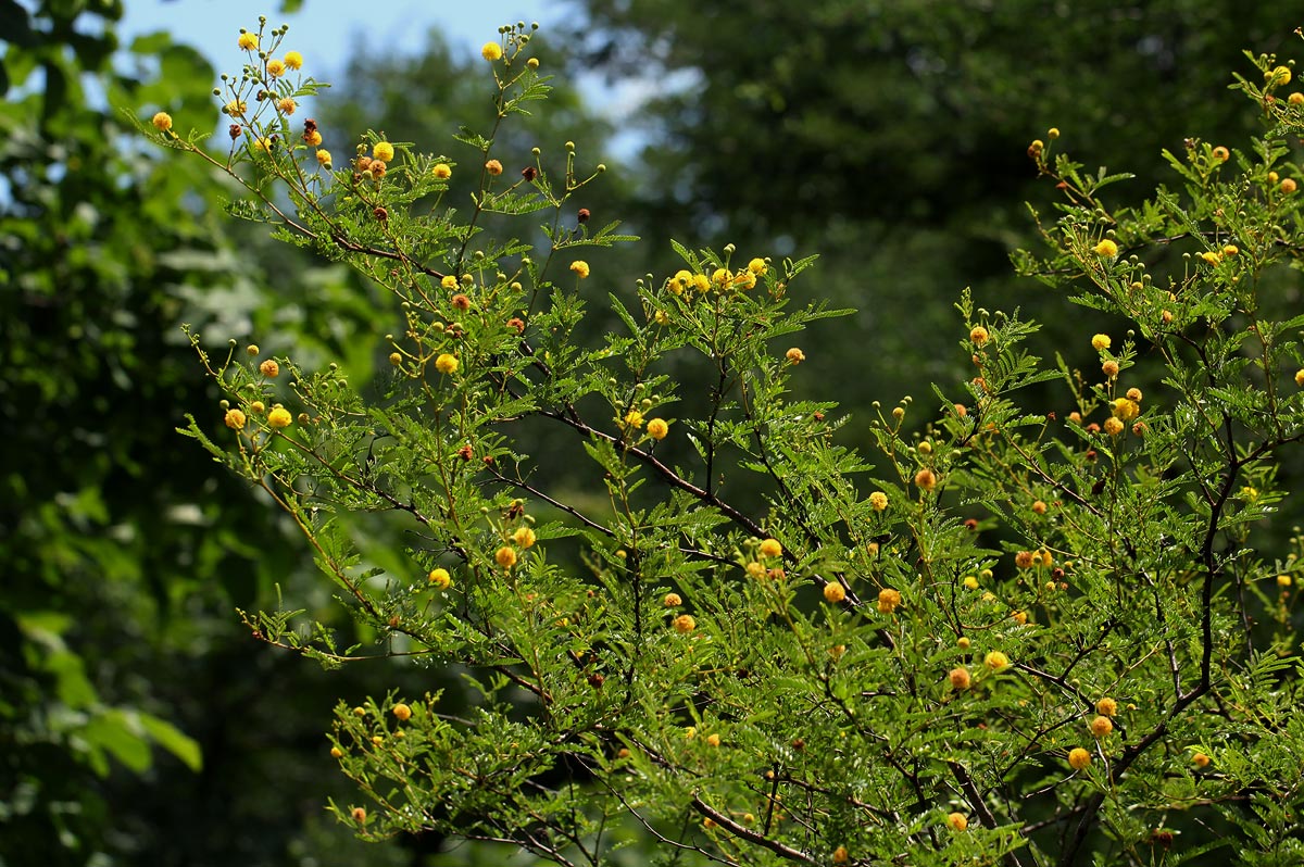 Acacia borleae