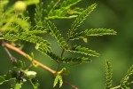 Acacia borleae