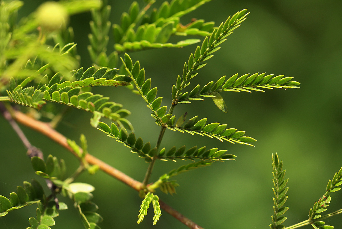 Acacia borleae
