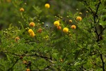 Acacia borleae