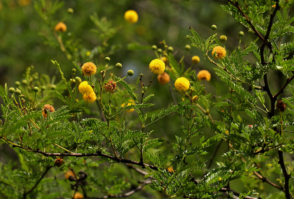 Acacia borleae