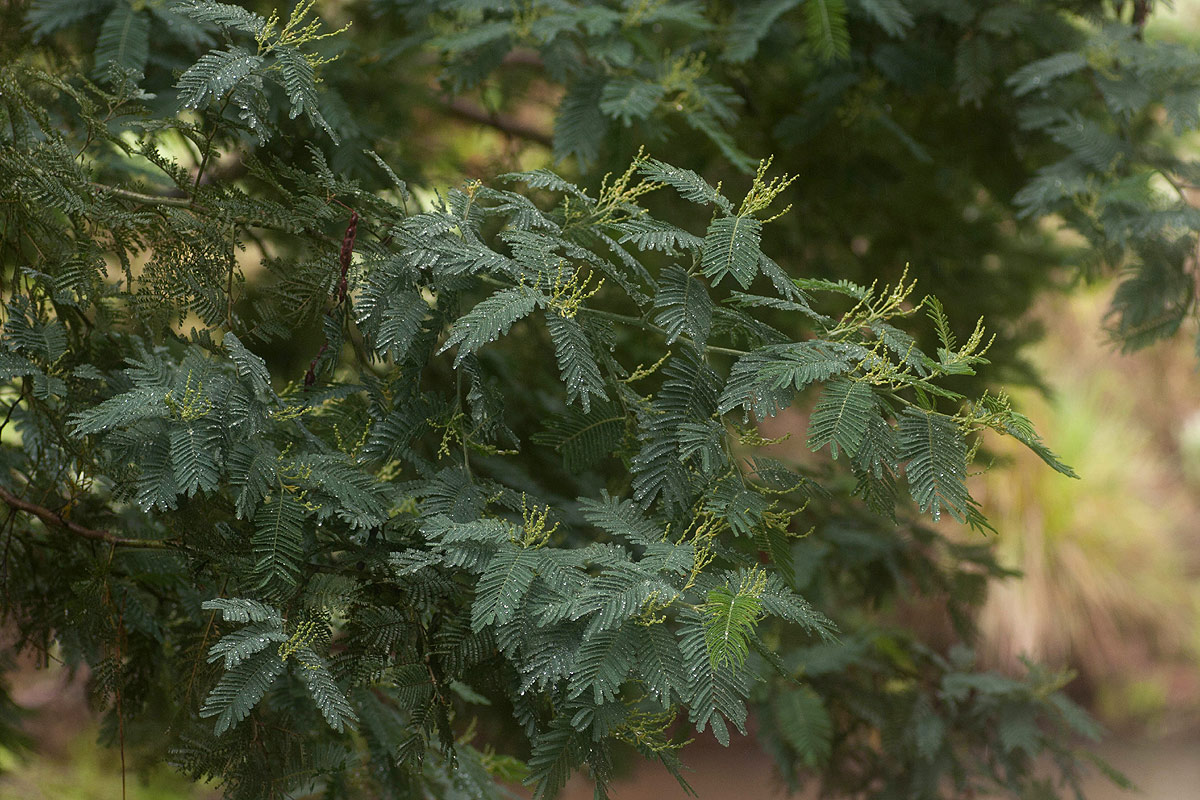 Acacia dealbata