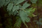 Acacia dealbata